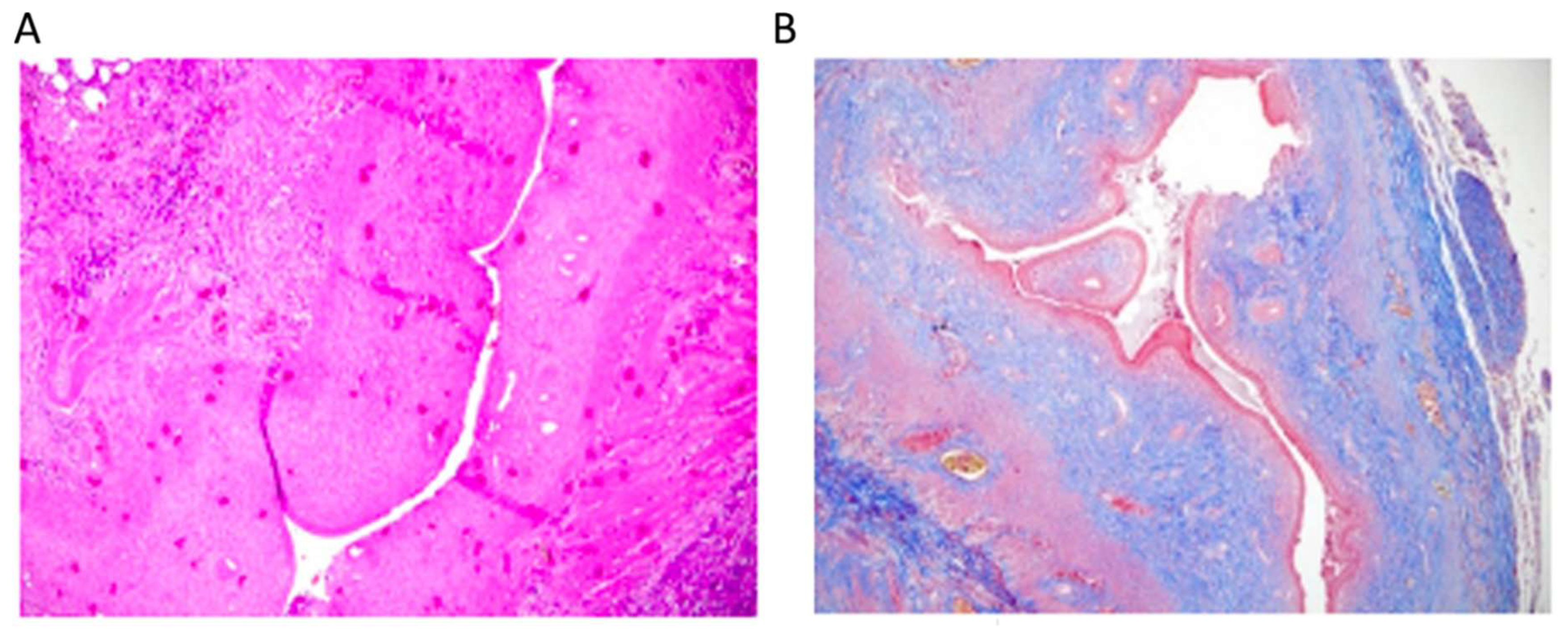 Preprints 152696 g001