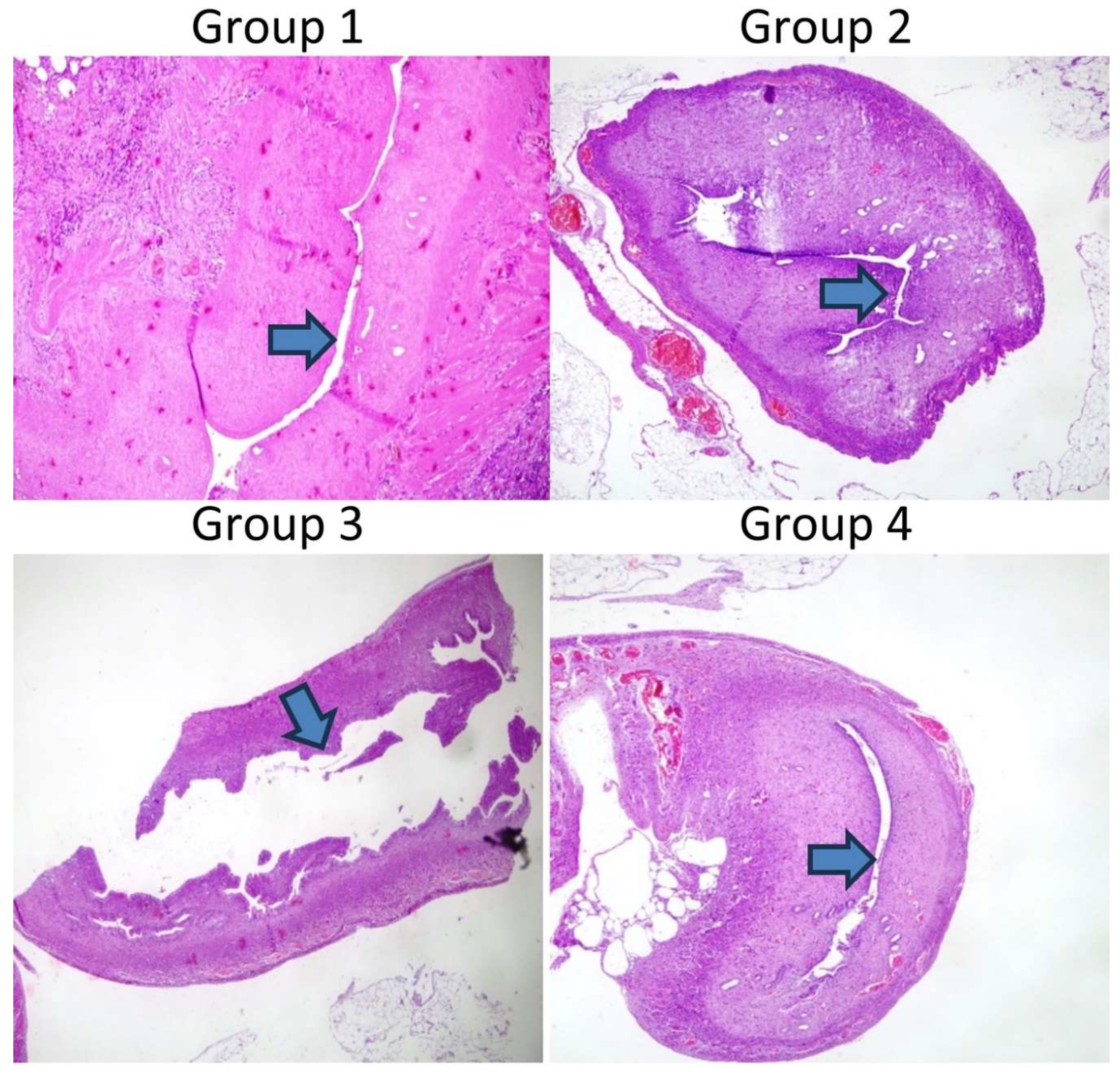 Preprints 152696 g002