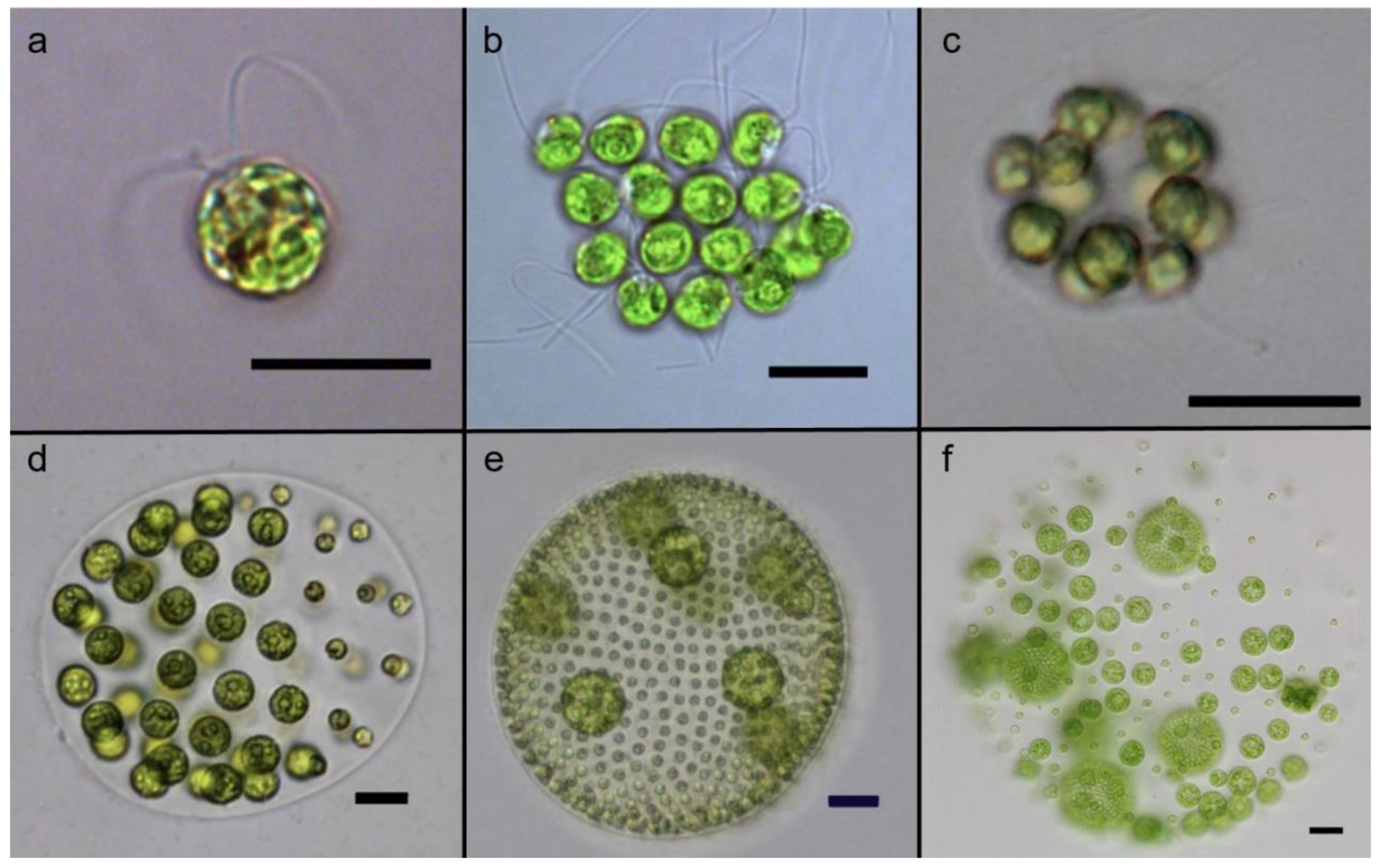 Preprints 68818 g001