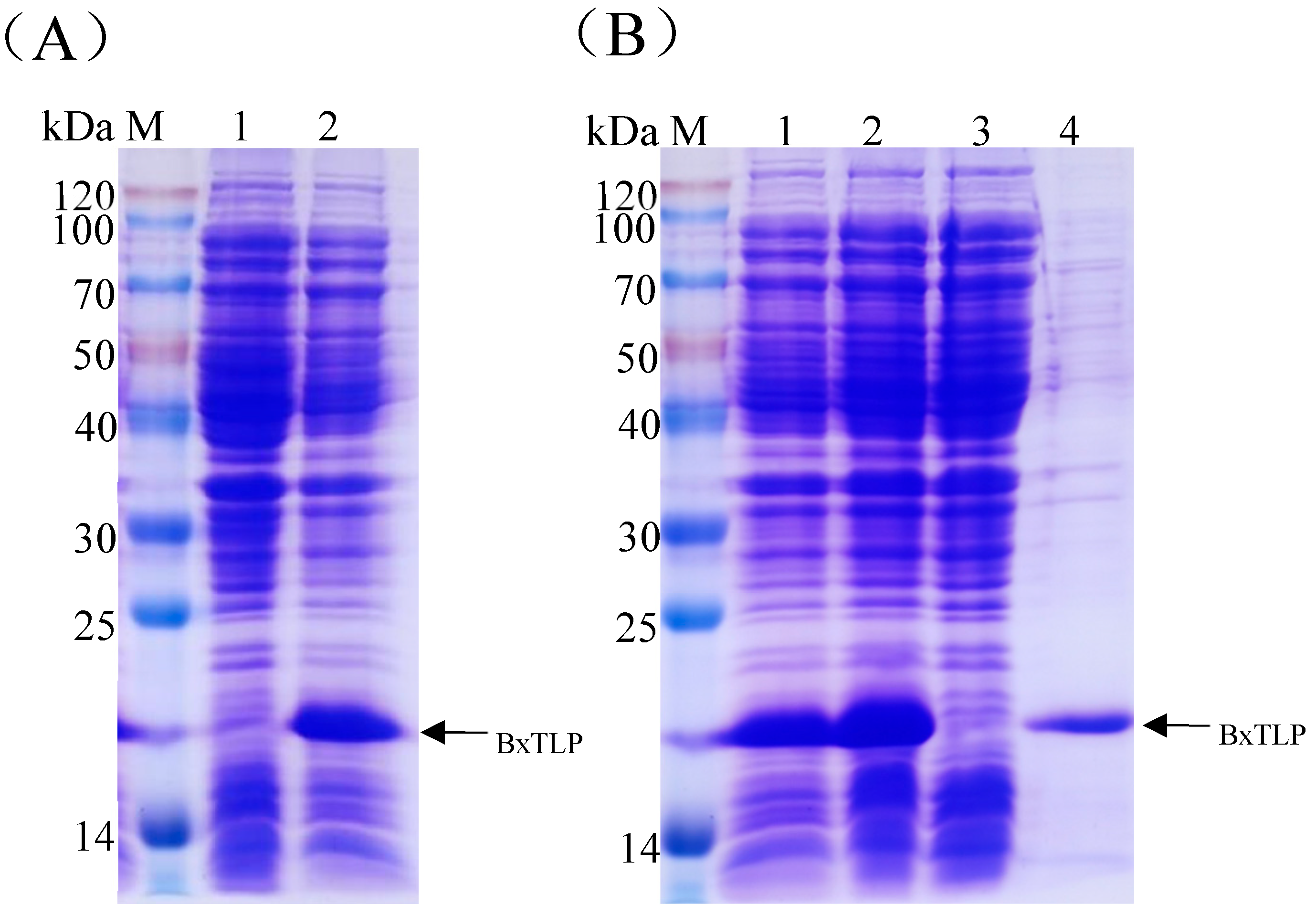 Preprints 163201 g004