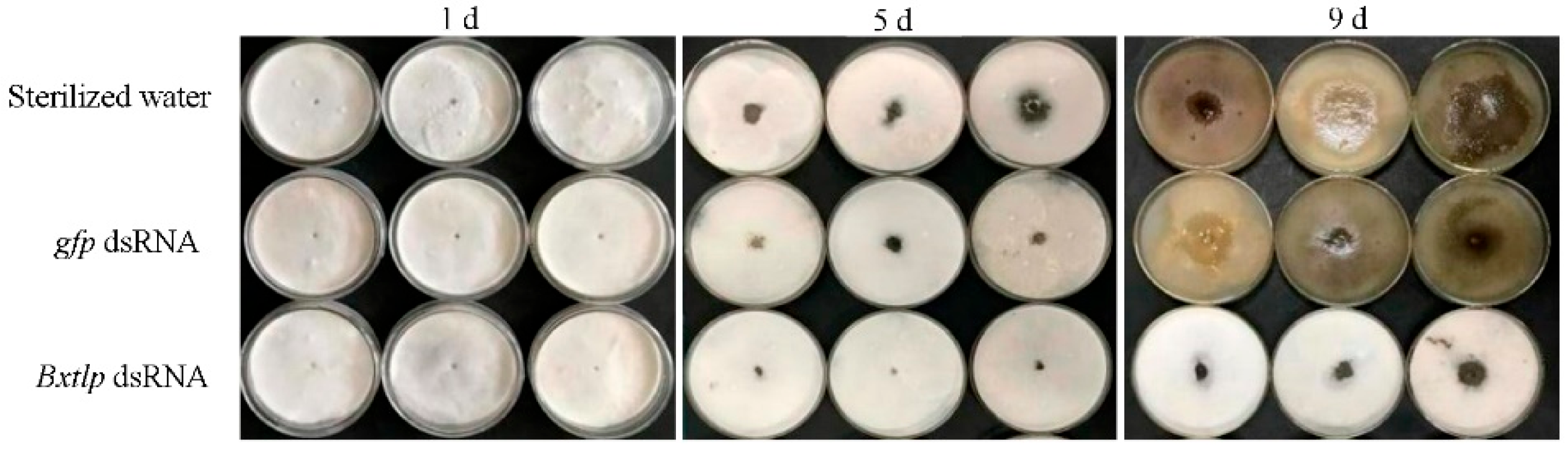 Preprints 163201 g007