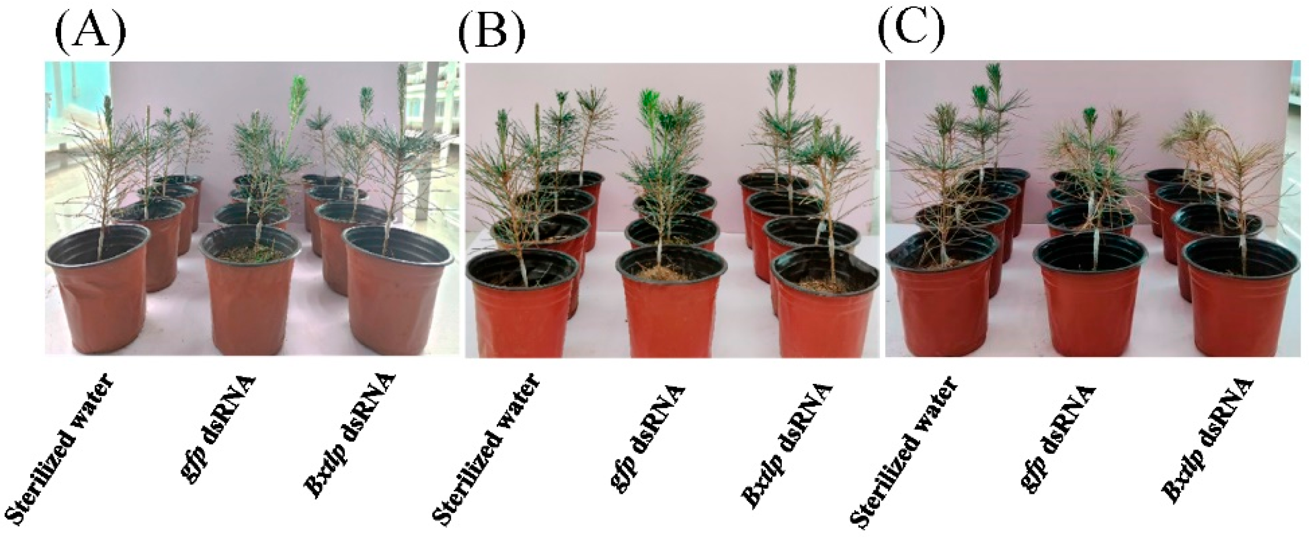 Preprints 163201 g012