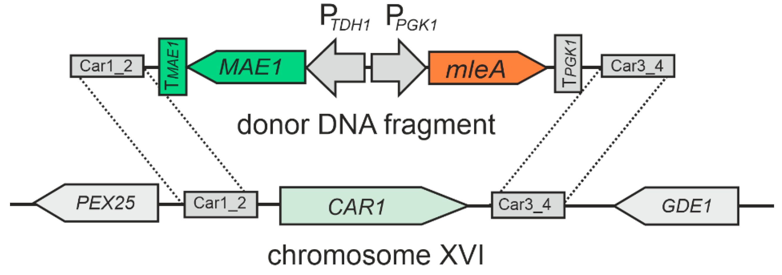 Preprints 143224 g001