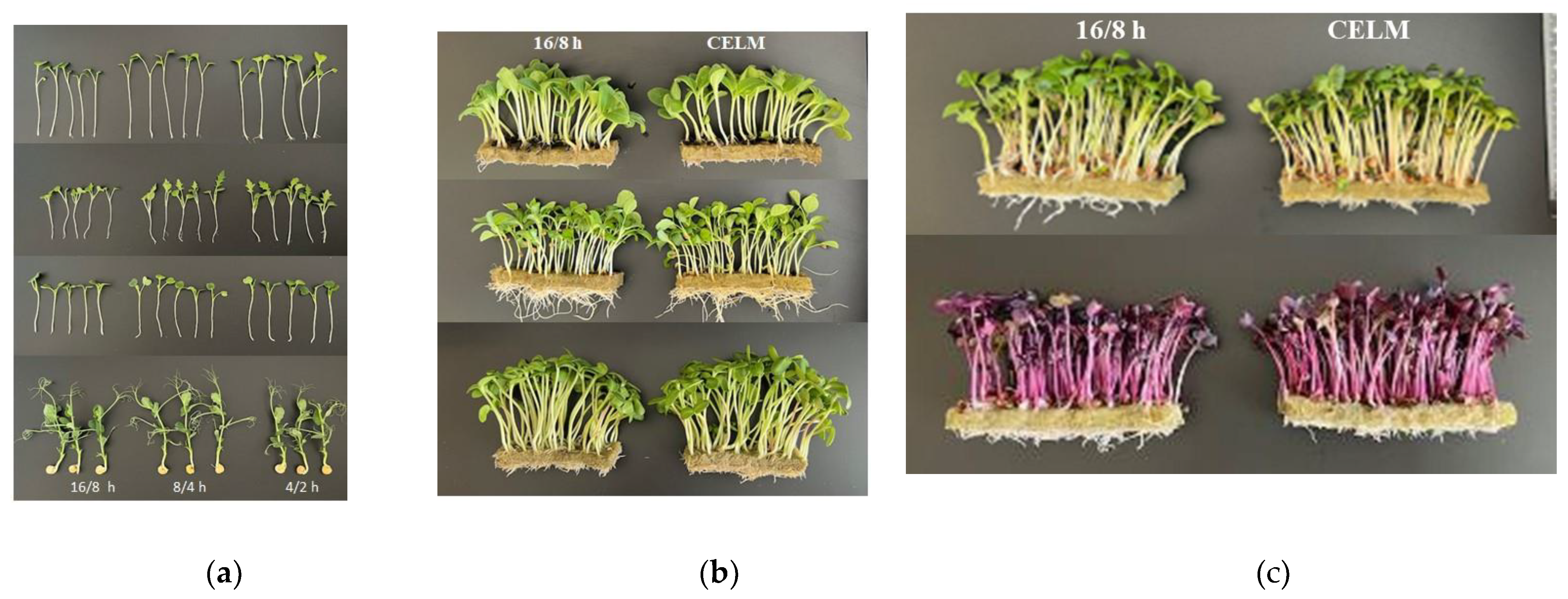 Preprints 182450 g001