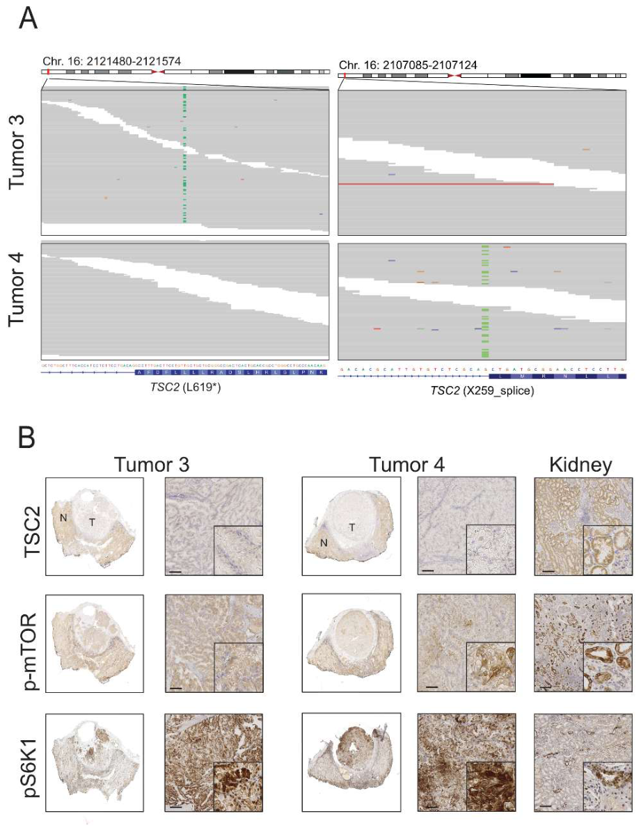 Preprints 218353 g004 Preprints 218353 g004