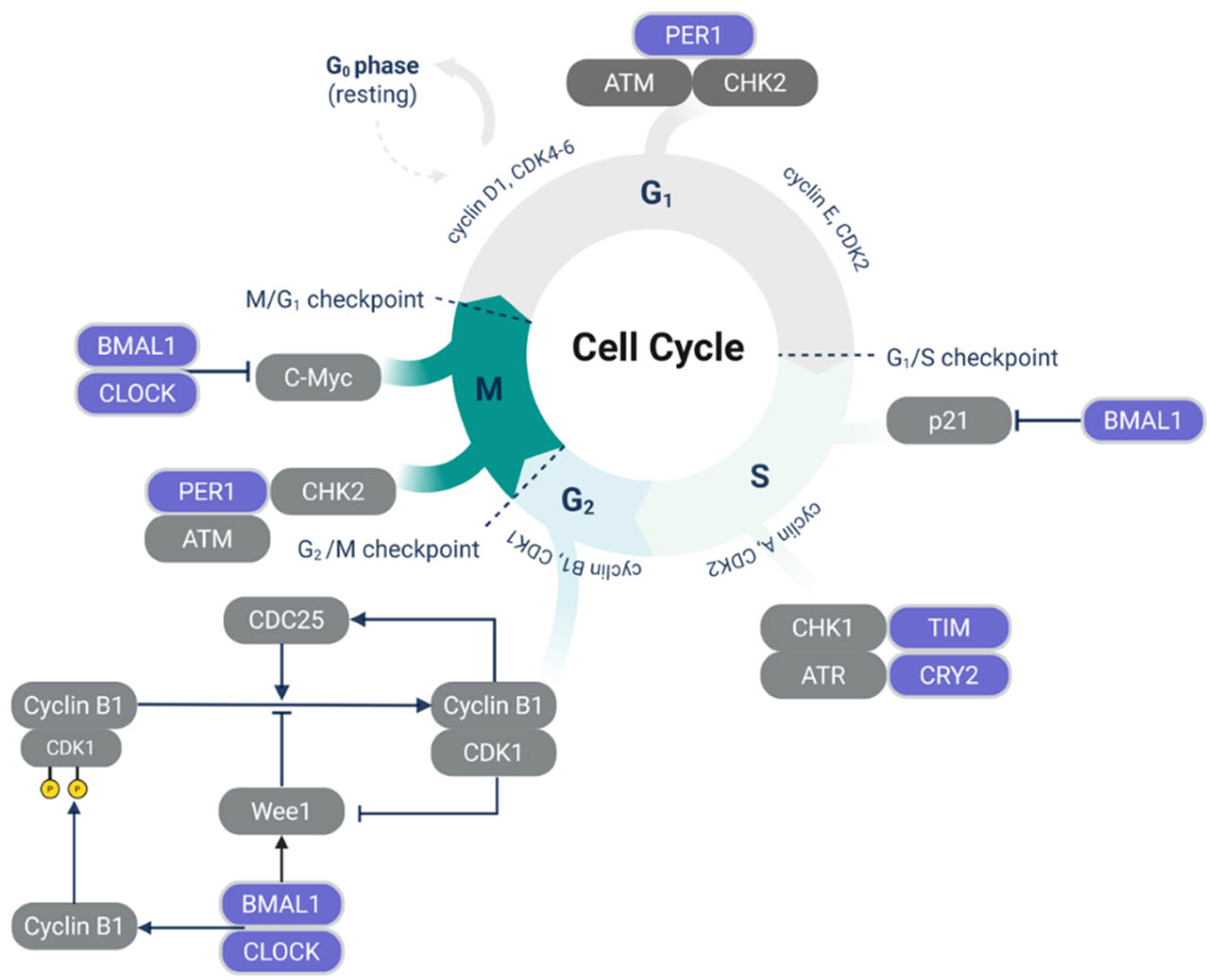 １ Can Disruption of Circadian Rhythms Be Linked to Radiation‐Induced