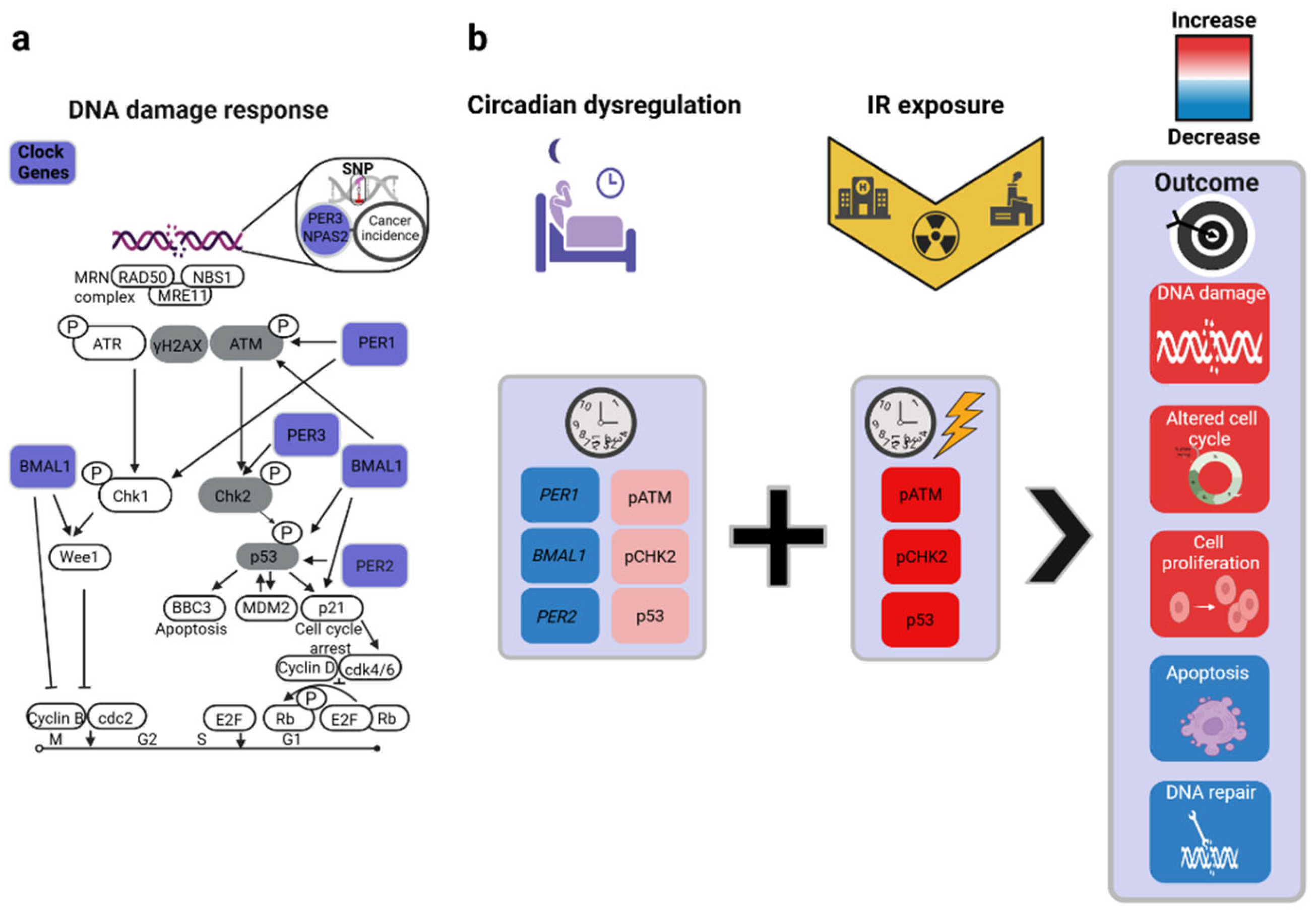 Can Disruption of Circadian Rhythms Be Linked to Radiation‐Induced