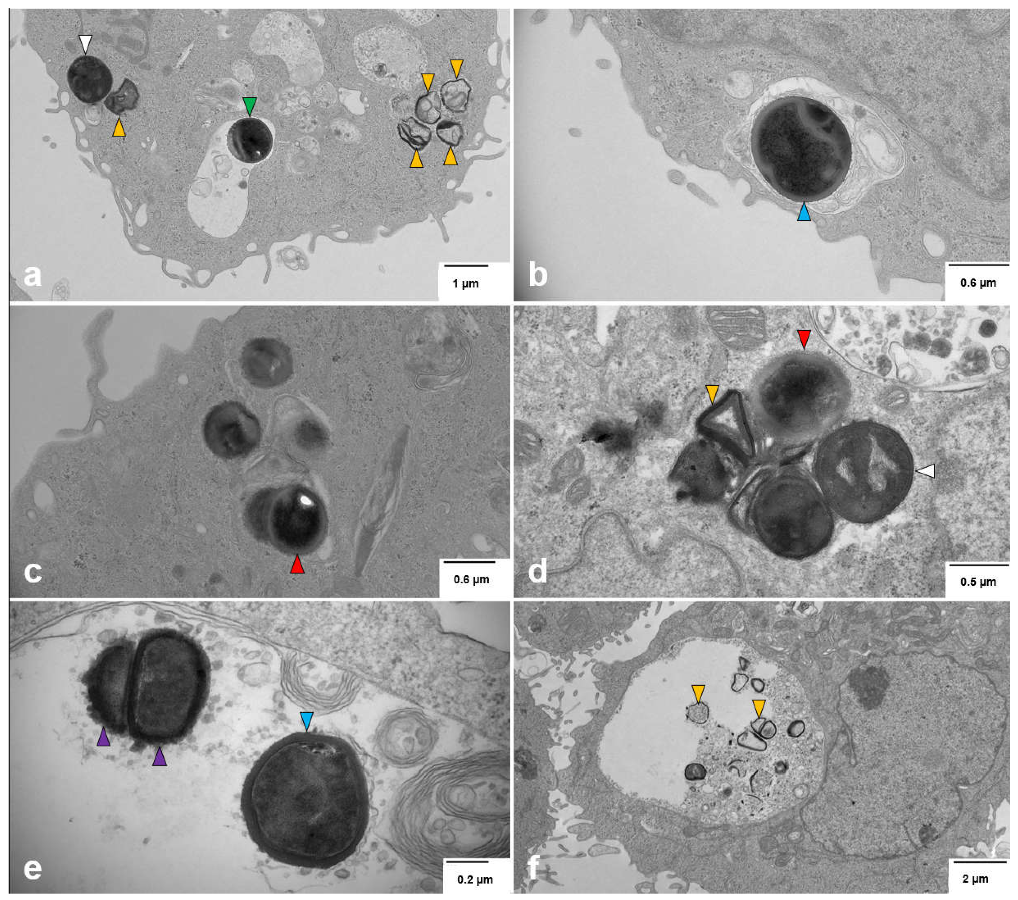 Preprints 155364 g003