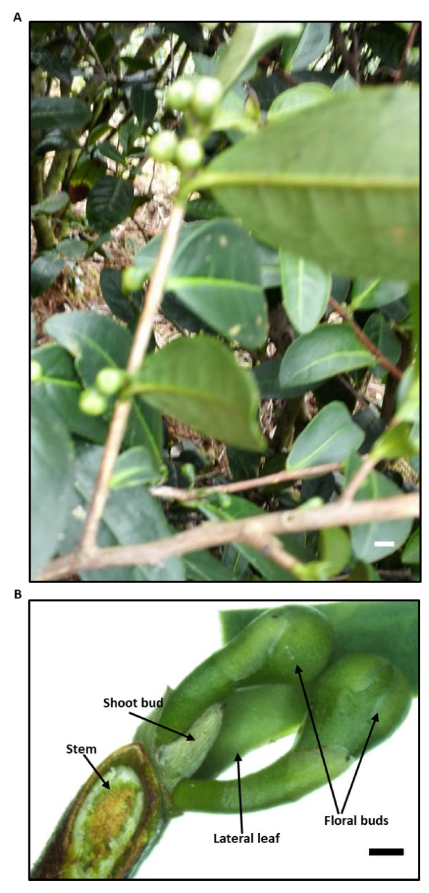 Preprints 138691 g001