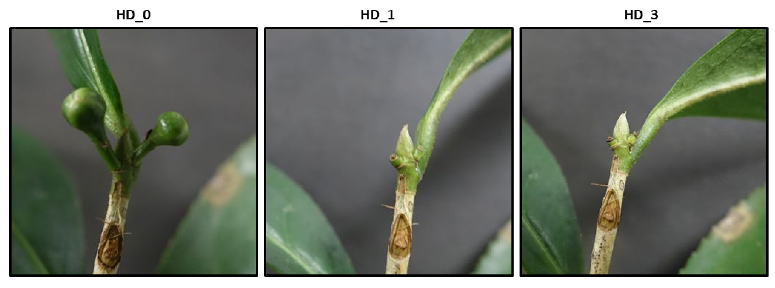 Preprints 138691 g002