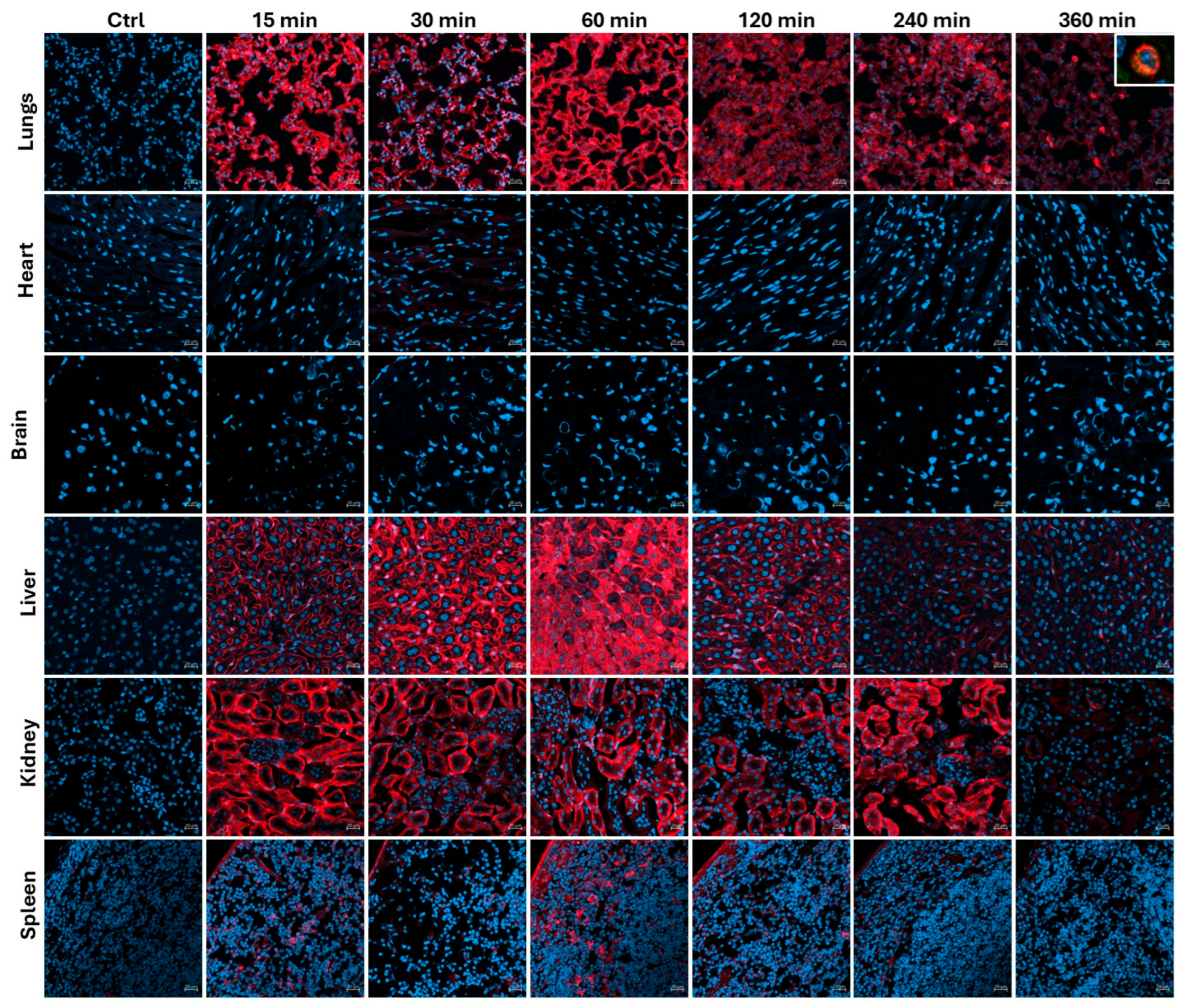 Preprints 162682 g003