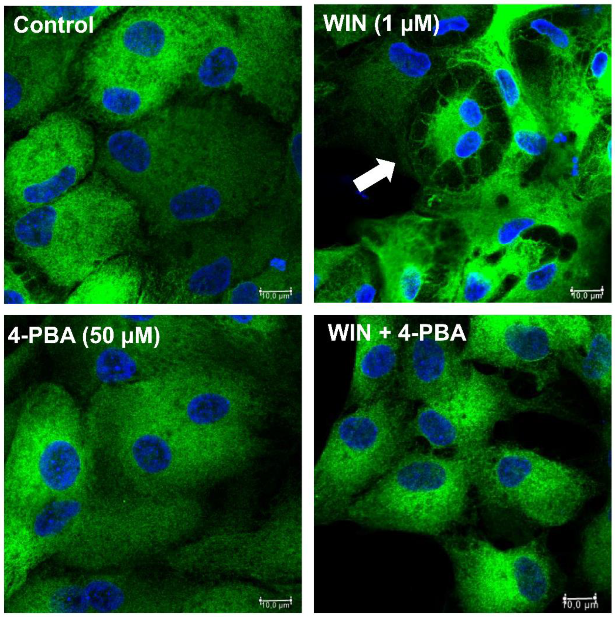 Preprints 143389 g004