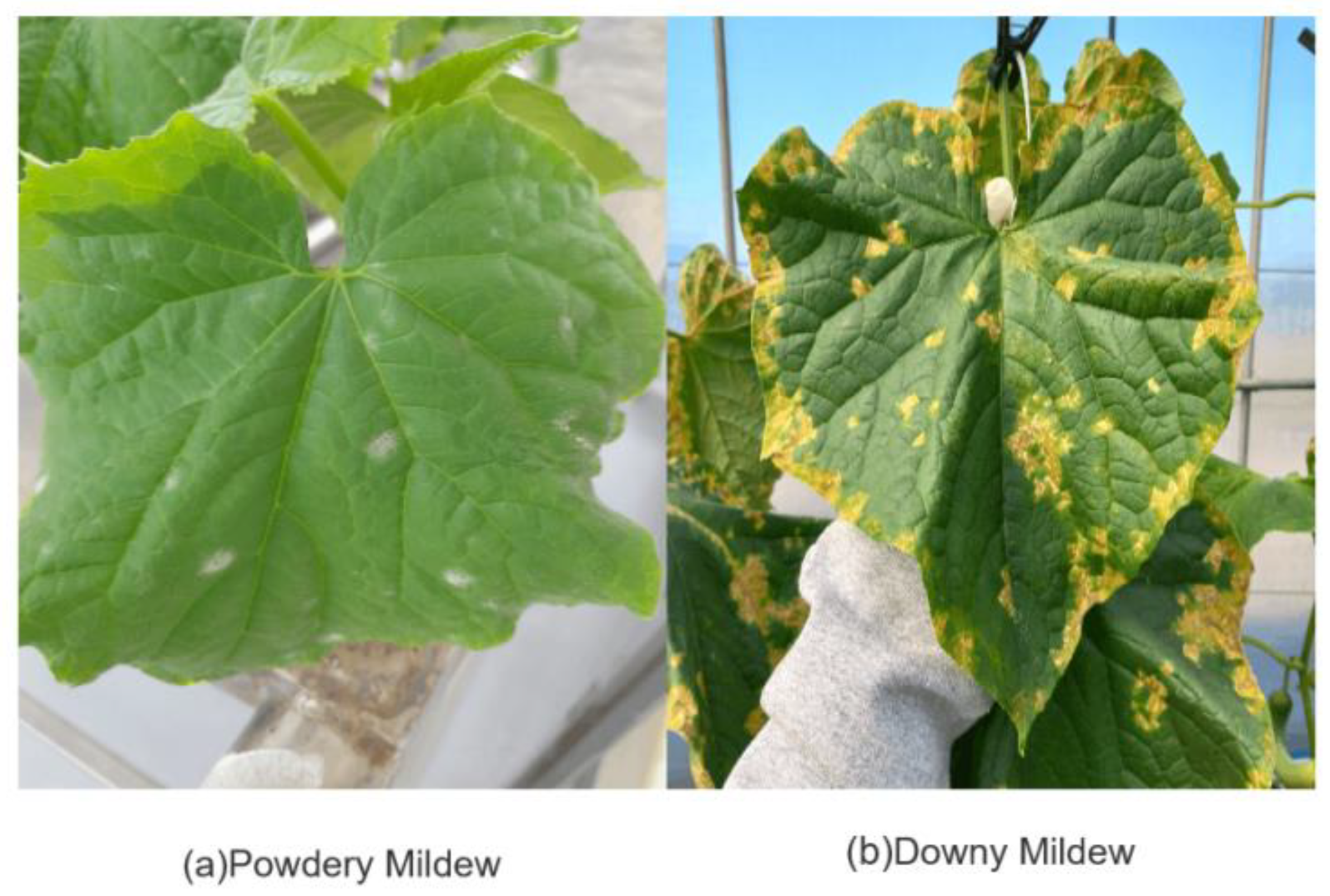 Preprints 101796 g001