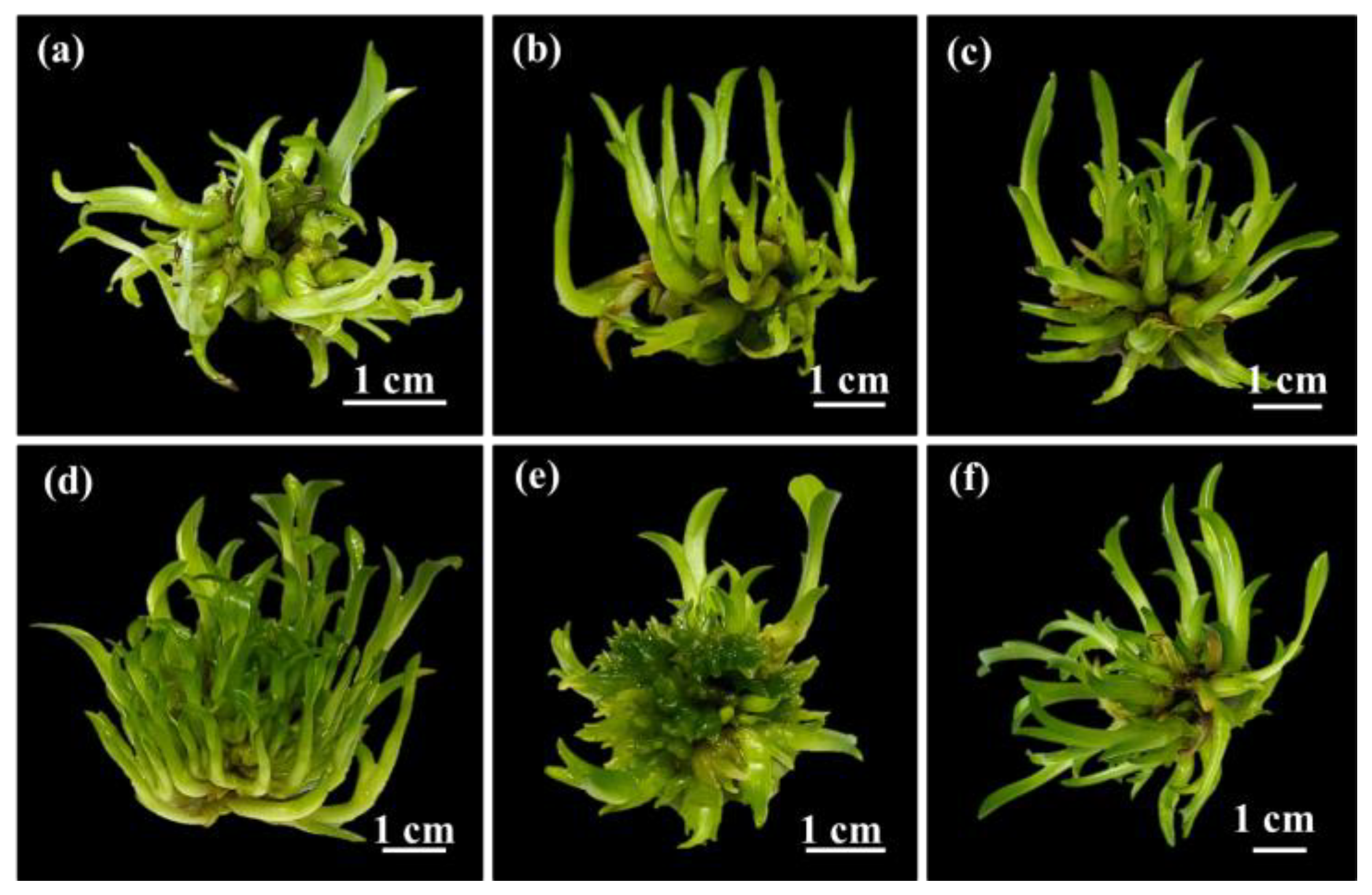 Preprints 168506 g003