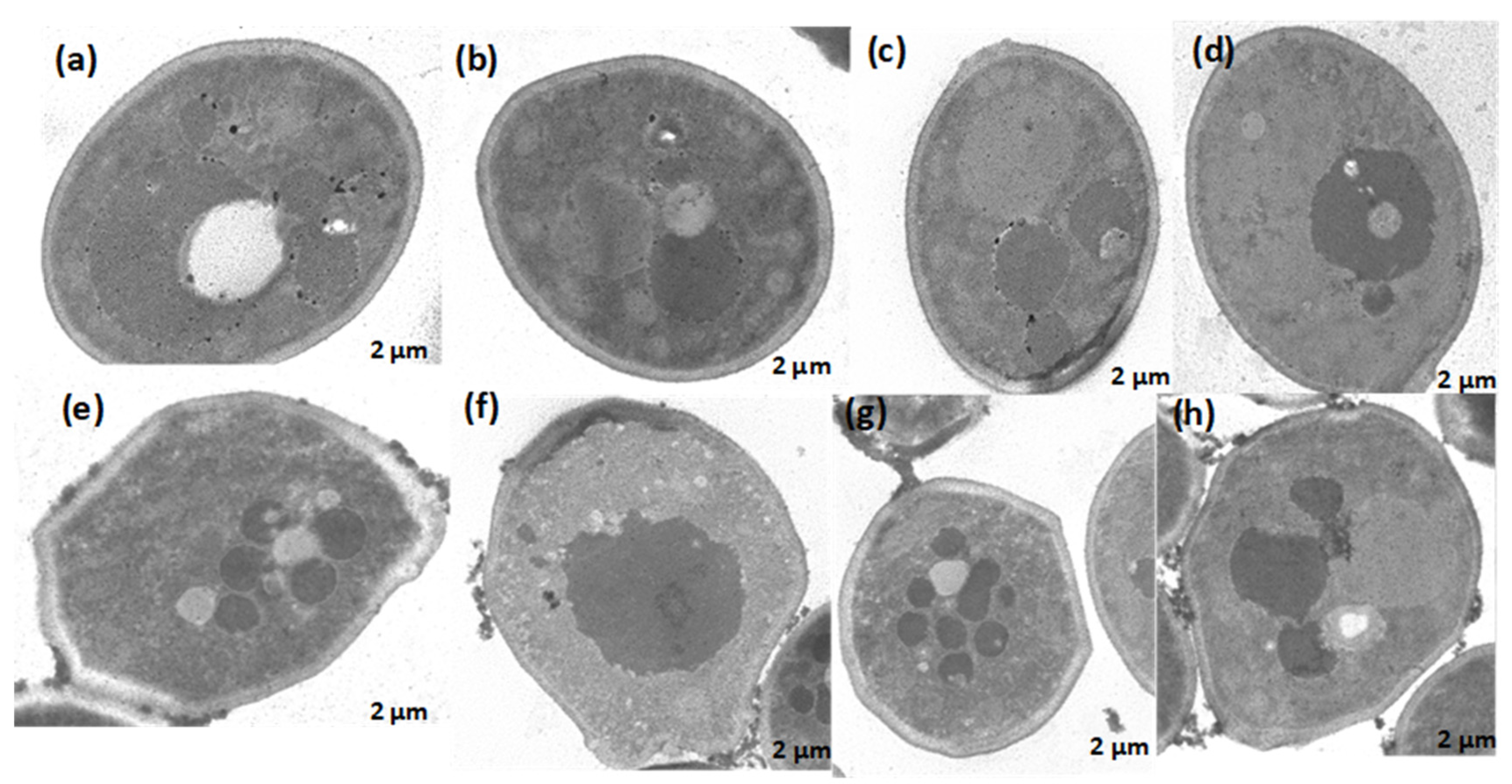Preprints 105989 g006