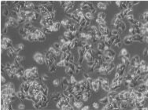 Preprints 116400 i002