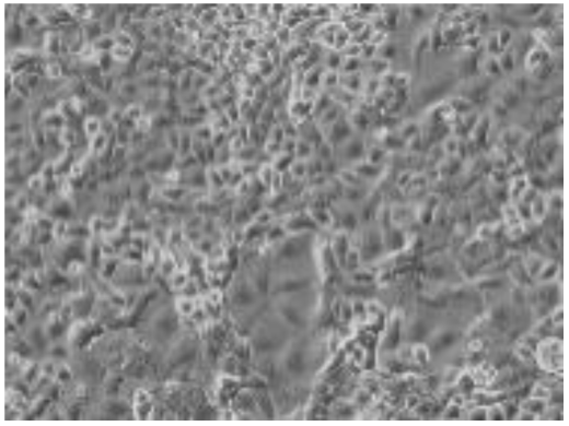 Preprints 116400 i004