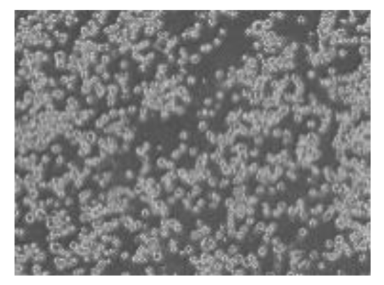 Preprints 116400 i008