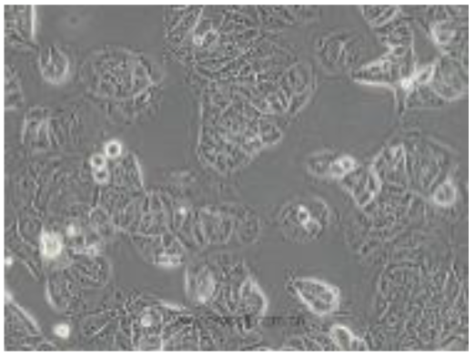 Preprints 116400 i011