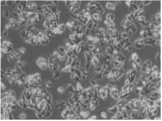 Preprints 116400 i012