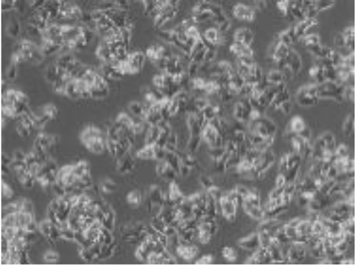 Preprints 116400 i013