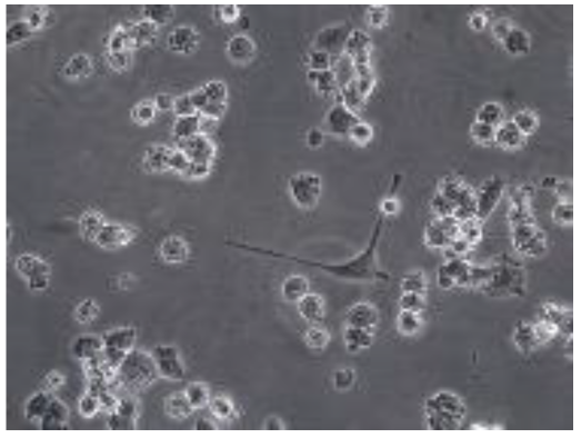 Preprints 116400 i015