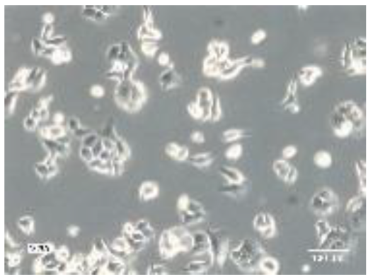 Preprints 116400 i021