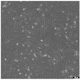 Preprints 116400 i023