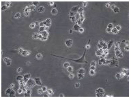 Preprints 116400 i025