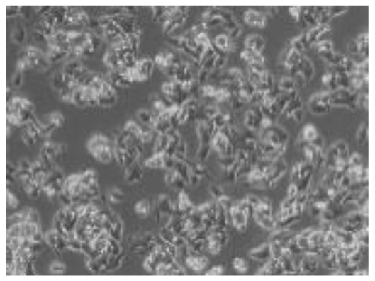 Preprints 116400 i027