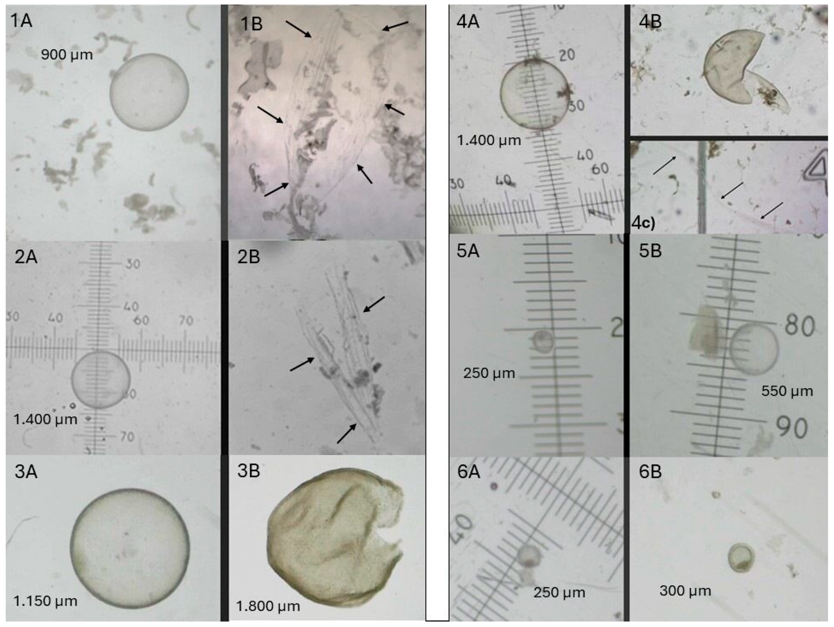 Preprints 105893 g002