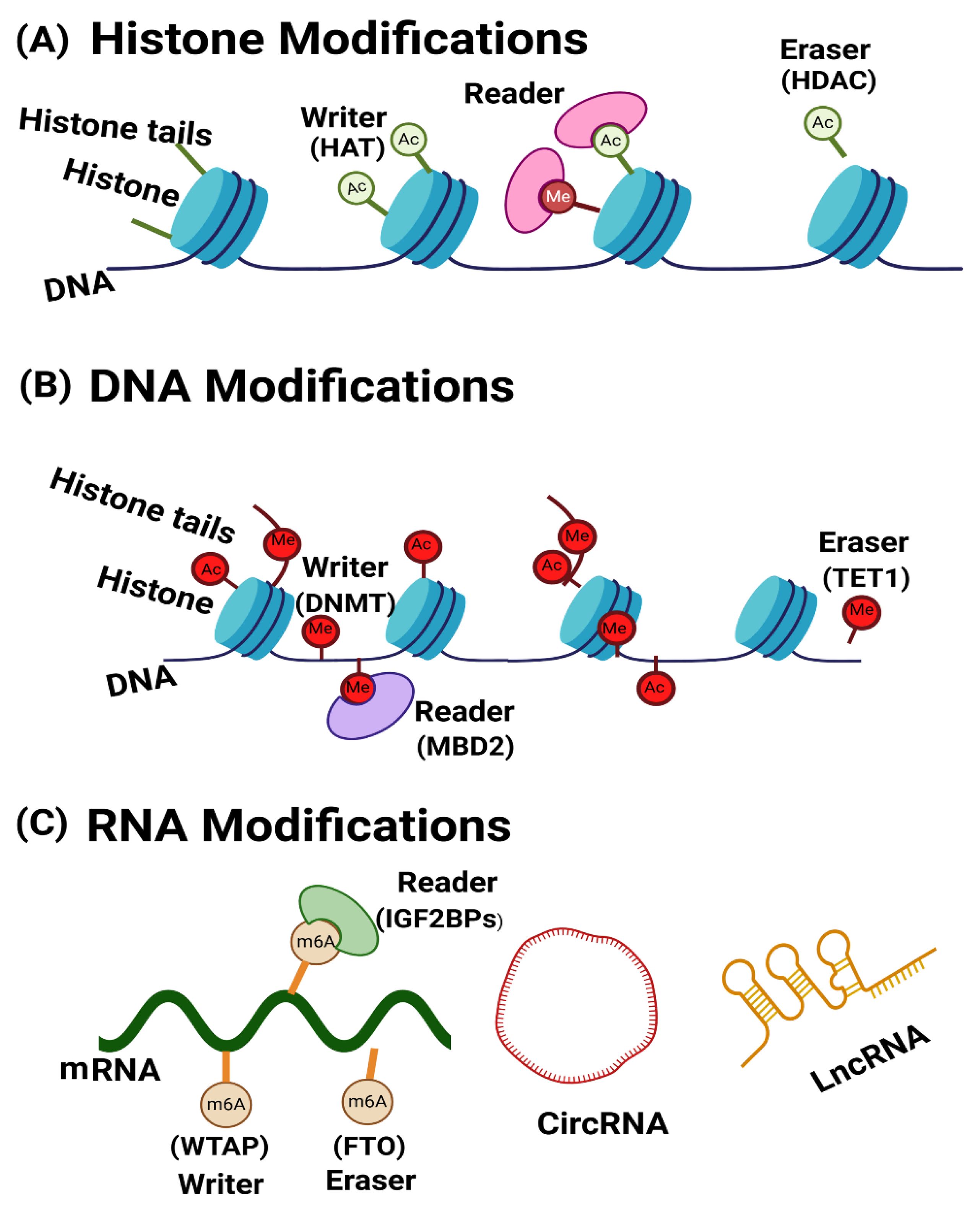 Preprints 158299 g001