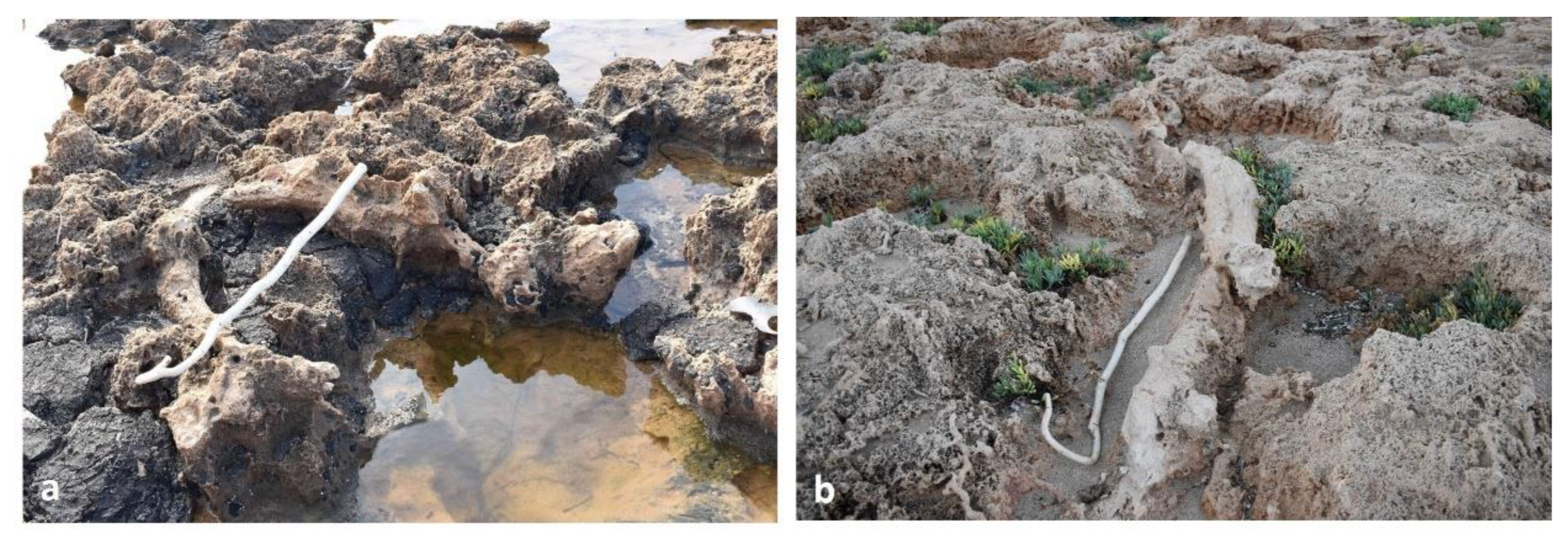 Preprints 156842 g016