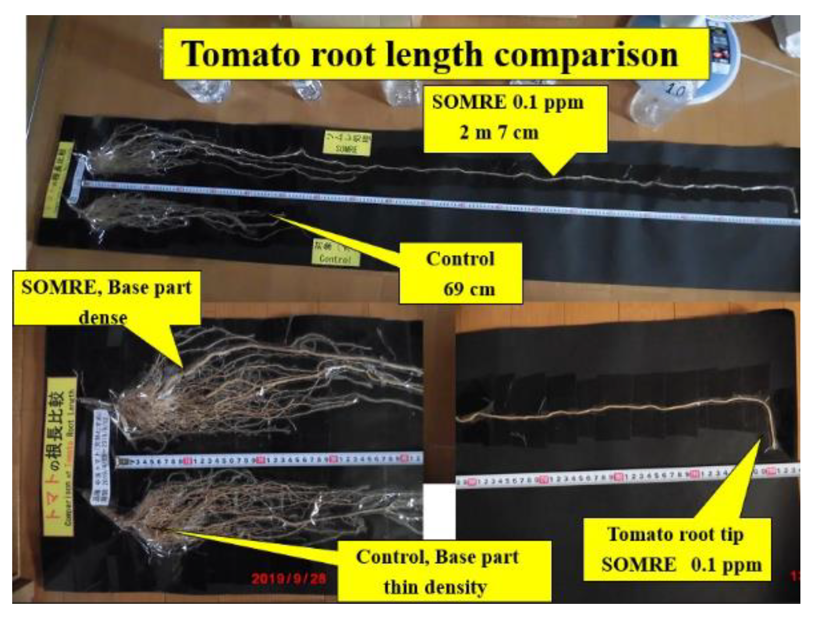 Preprints 121950 g006