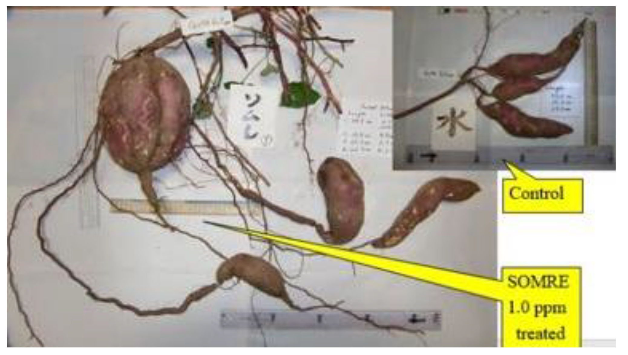 Preprints 121950 g011