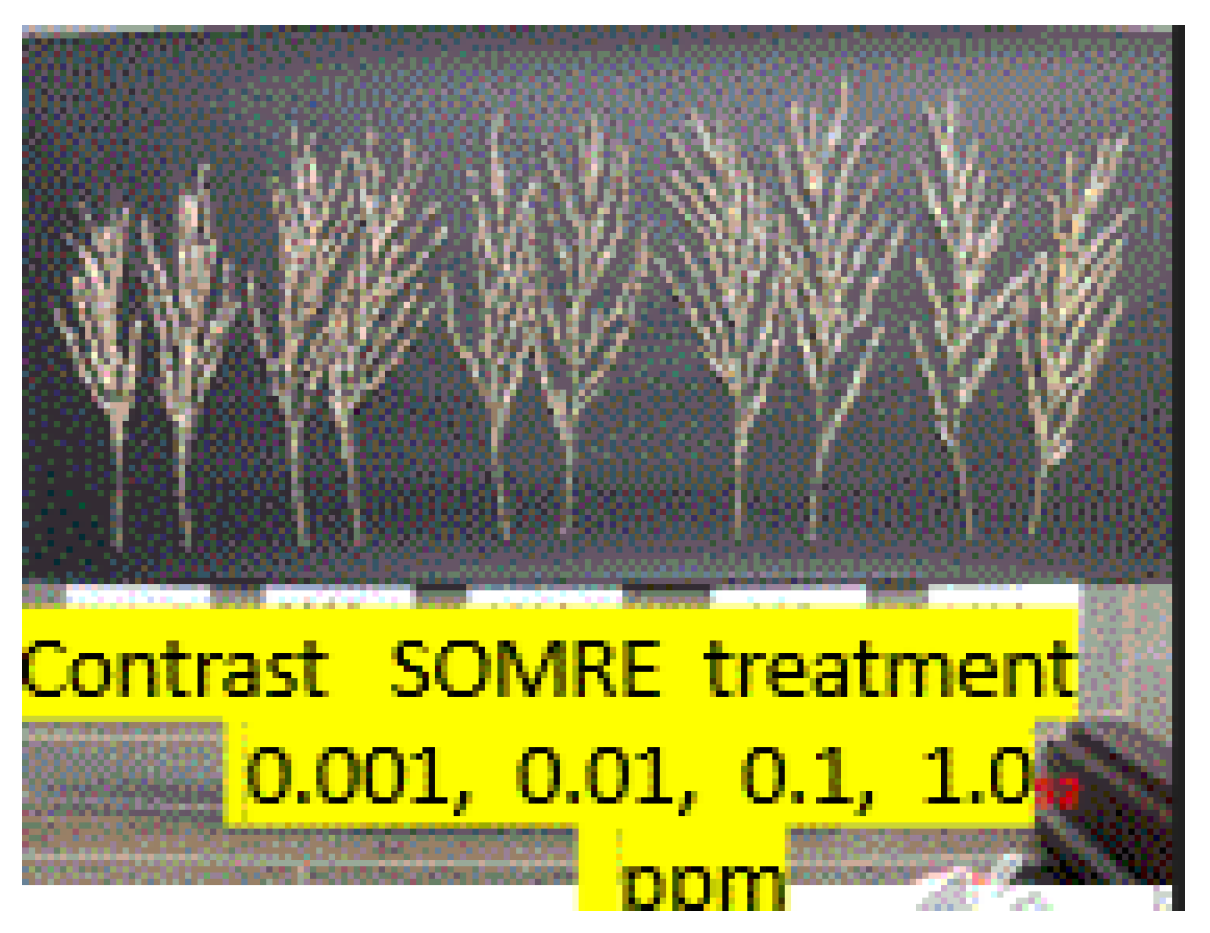 Preprints 121950 g021