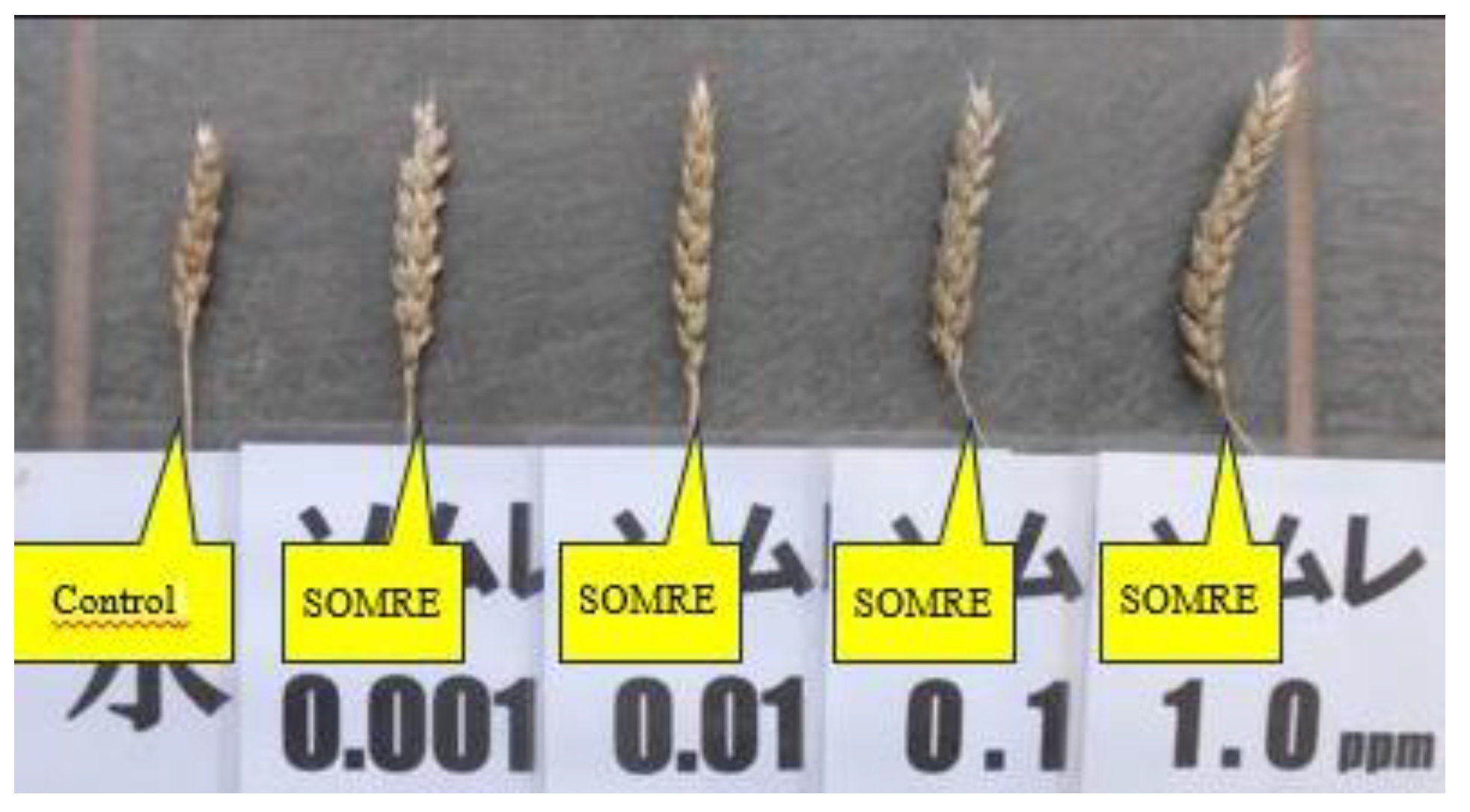 Preprints 121950 g025