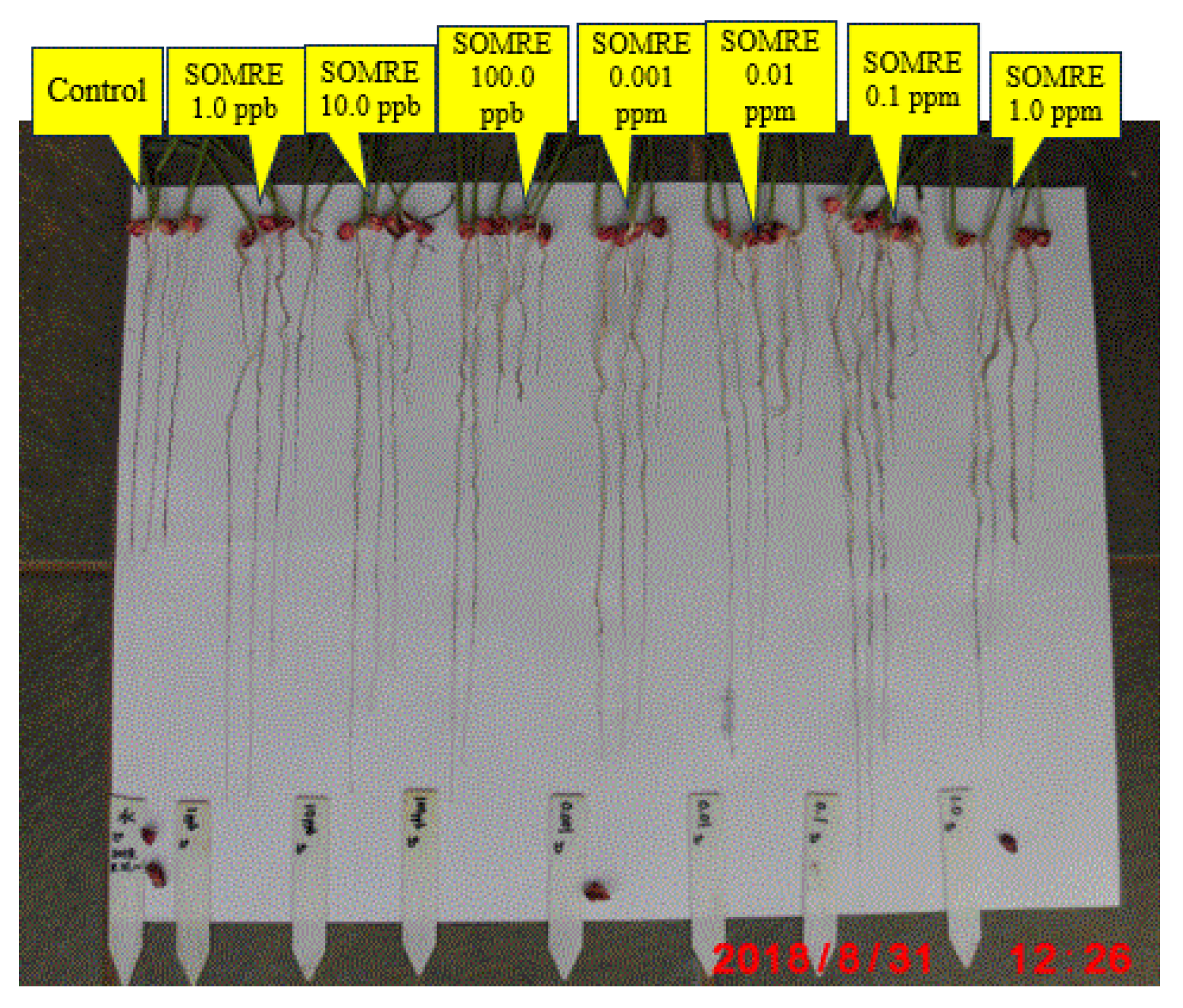 Preprints 121950 g026
