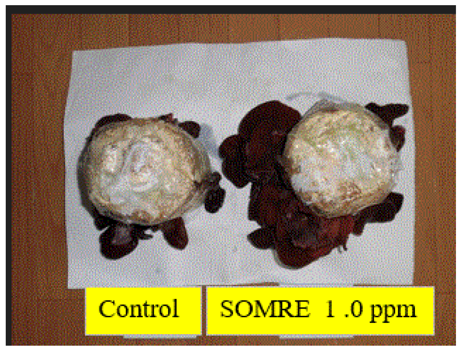Preprints 121950 g048