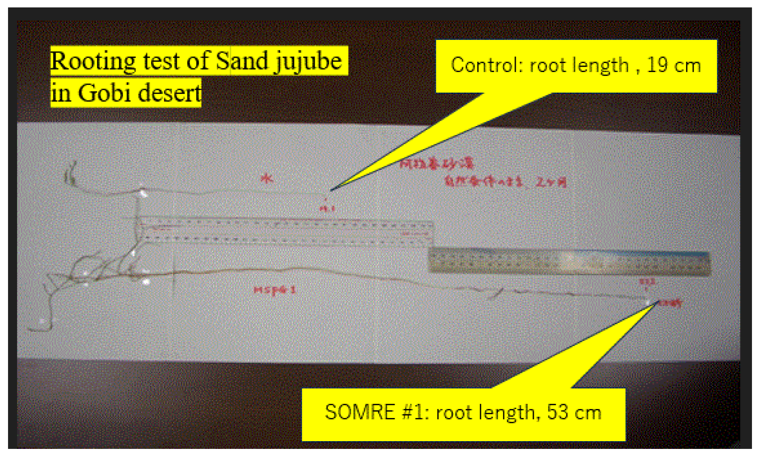 Preprints 121950 g054