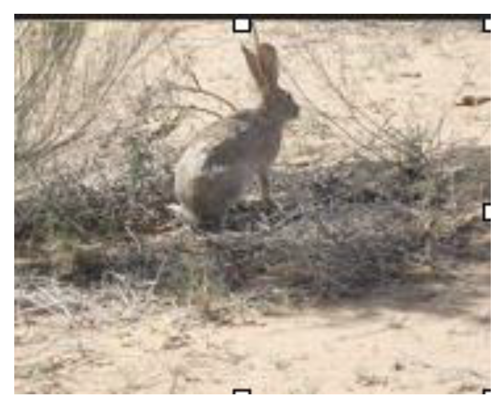 Preprints 121950 g058