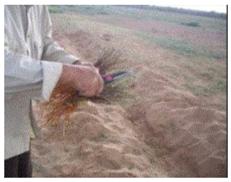 Preprints 121950 g059