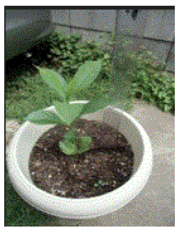 Preprints 121950 g077