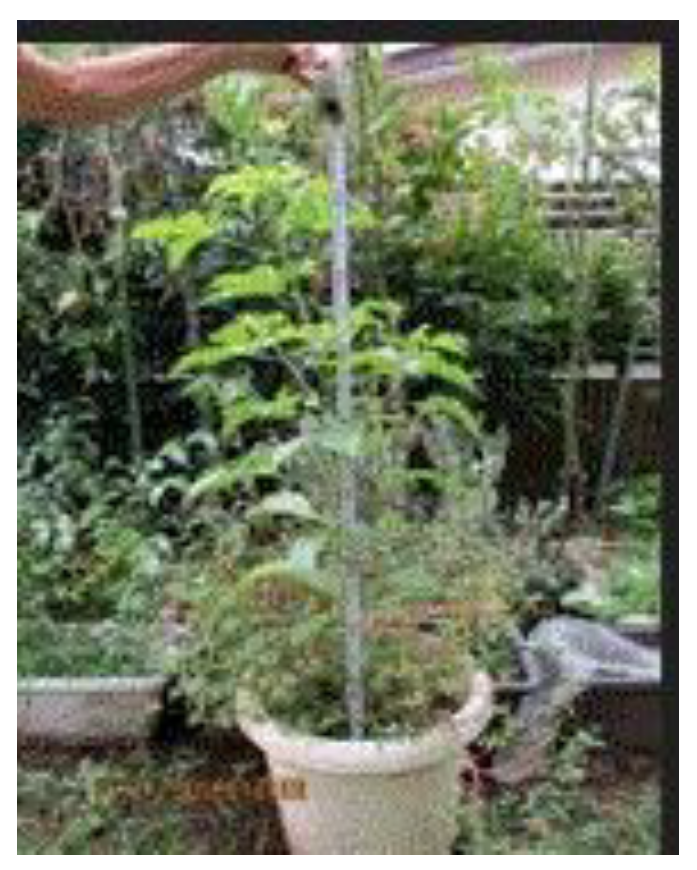 Preprints 121950 g078