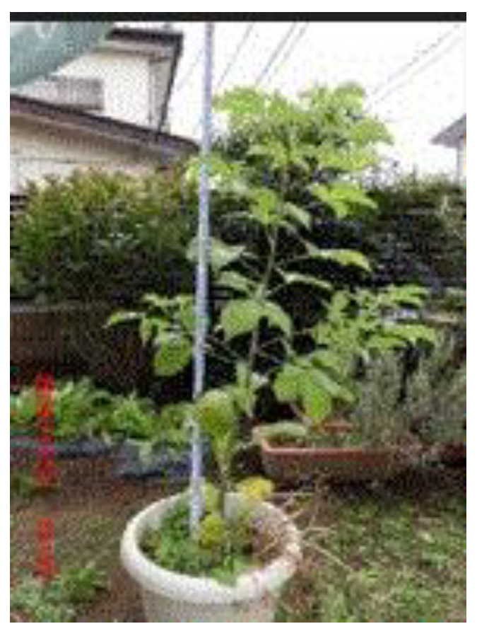 Preprints 121950 g079