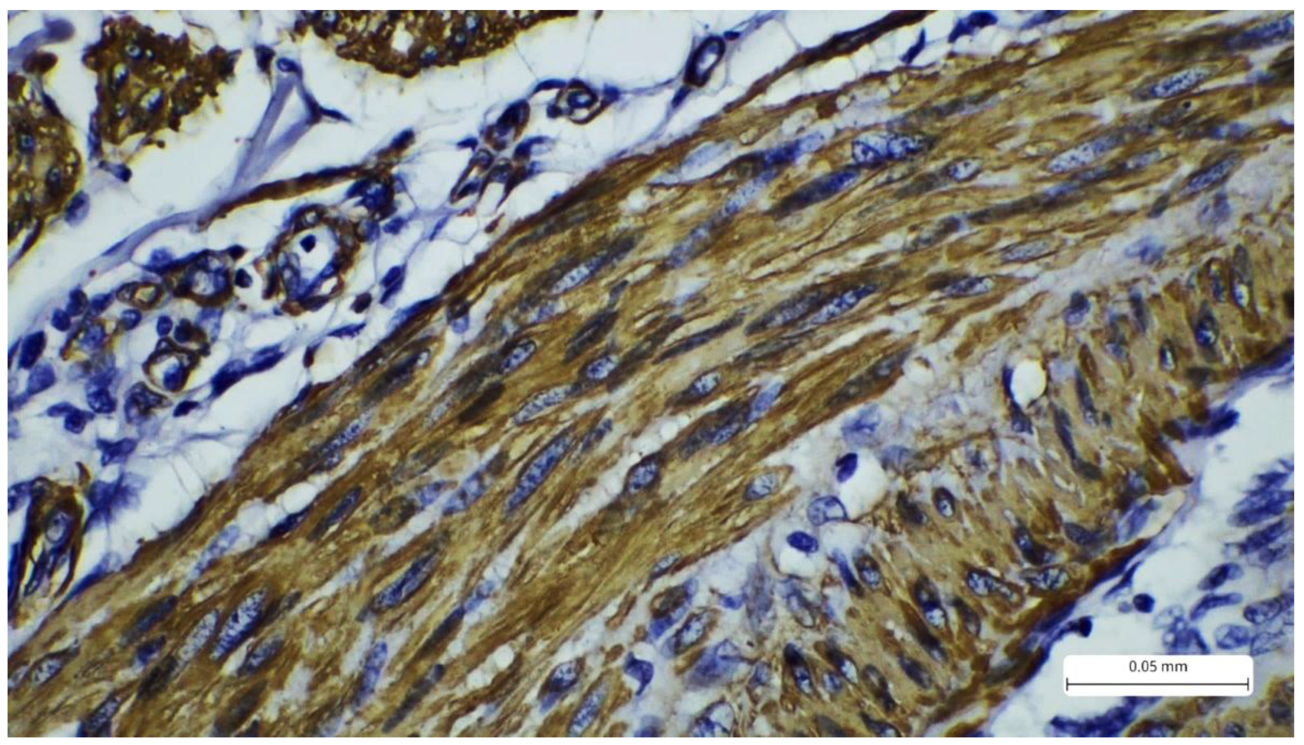 Preprints 176795 g005