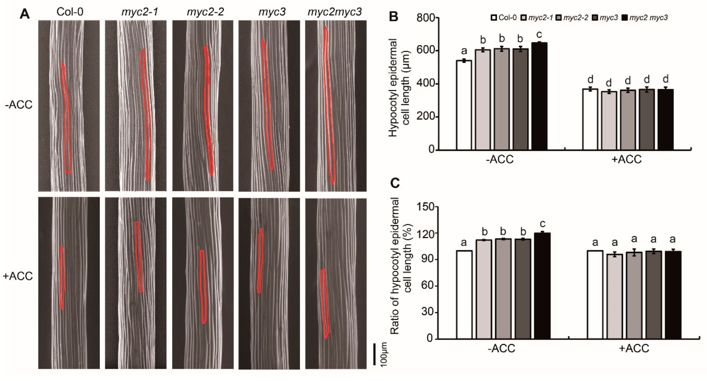 Preprints 109371 g002