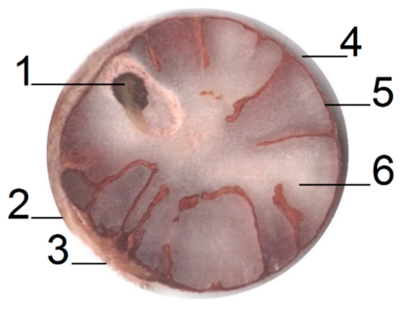 Preprints 155665 g001