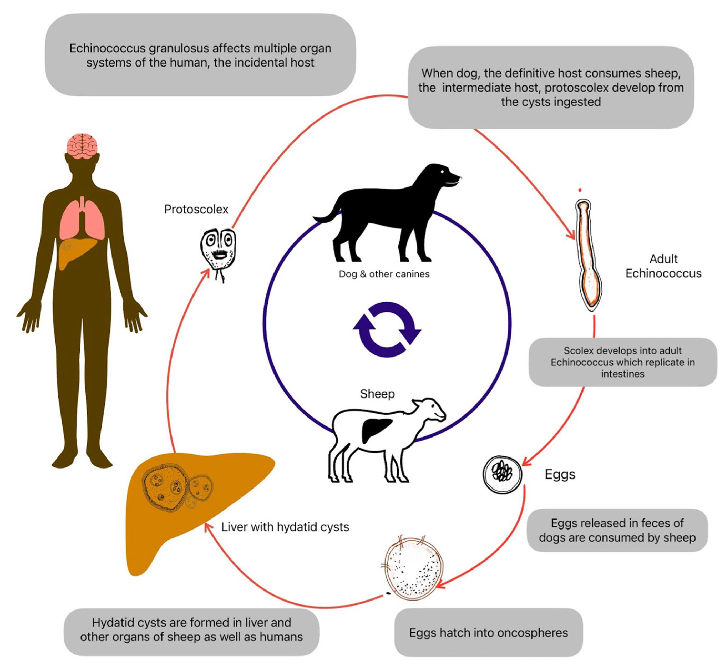 Preprints 142632 g001