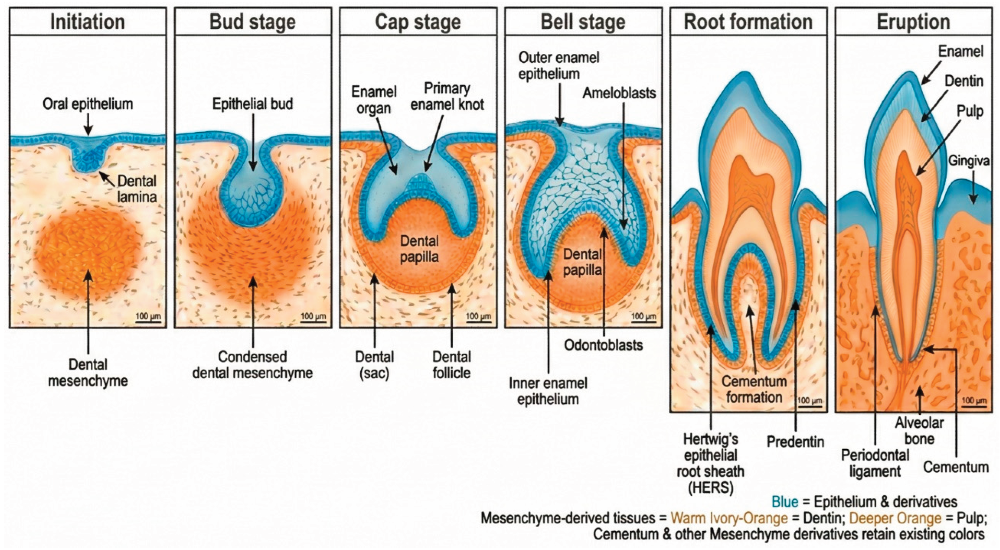 Preprints 202105 g001